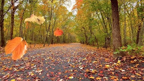 Autumn Leaves Falling/Blowing From Trees on a Windy Fall Day - Relaxing Ambience/FREE Stock Footage