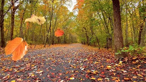 Autumn Leaves Falling/Blowing From Trees on a Windy Fall Day - Relaxing Ambience/FREE Stock Footage