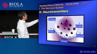 [PSYC200] 9. Neuroscience Part 3: Organization of the Brain