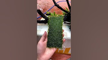 Mùa chơi rêu #nghienthungxop #thuysinh #caythuysinh