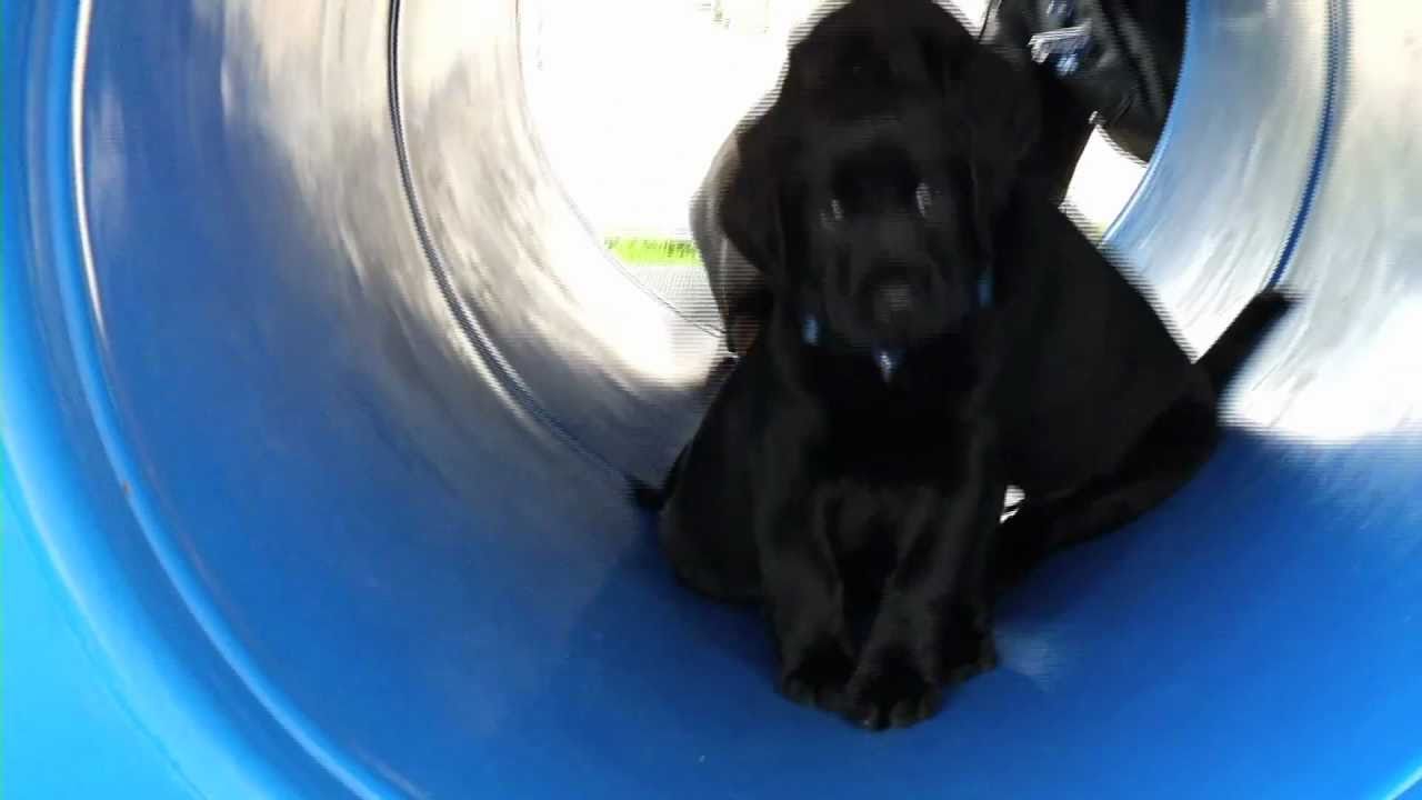 Warning Very Cute Police Puppies Youtube Images, Photos, Reviews