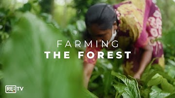 How Agroforestry Regenerates Ecosystems, Economies & Communities