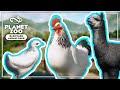  barnyard animal pack all you need to know  planet zoo news