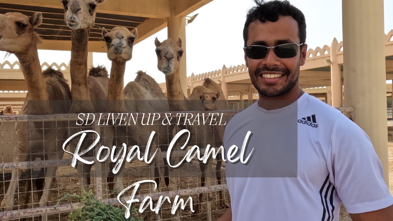 Royal Camel Farm Bahrain