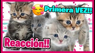 👋🏻 ¡ ESTA CELOSA ! REACCION GATITOS BEBES PRIMERA VEZ 👋🏻 Hi family VLOG