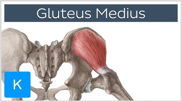 Gluteus Medius Muscle: Origin, Insertion, Innervation & Function - Anatomy | Kenhub