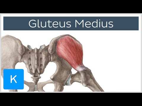Gluteus Medius Muscle: Origin, Insertion, Innervation & Function - Anatomy | Kenhub