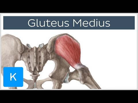 ग्लूटस मेडियस स्नायु: उत्पत्ति, सम्मिलन, संरक्षण और कार्य - एनाटॉमी | केनहुब