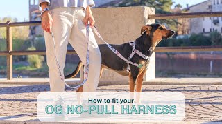How to Fit Your Stylish Hound OG NoPull Harness