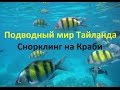 Подводный мир Тайланда. 🐠🐟🐙 Снорклинг на Краби