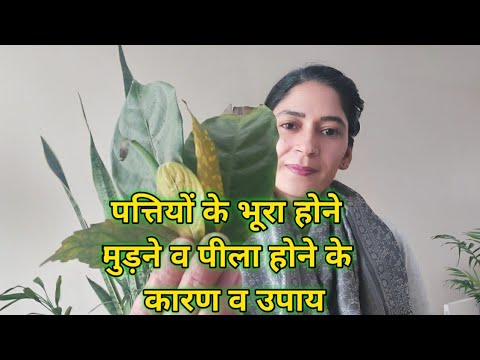 Reasons And Solutions Of Yellow, Brown And Curly Leaf.पत्तियों के भूरा,मुड़ने पीला होने के कारण,उपाय