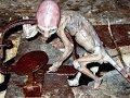 Alien Abductions are Real Pictures, ufos are Real Pictures, Aliens are Real Pictures. Watch 4 PROOF!
