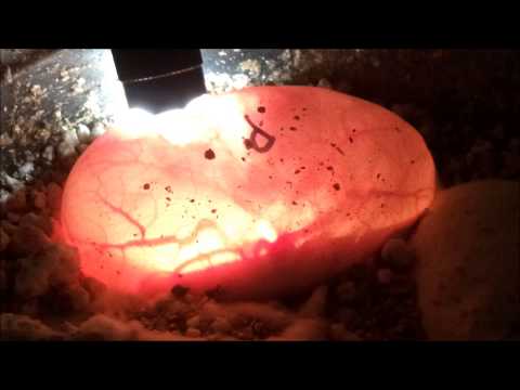 *MUST SEE* Ball python embryos inside the egg!