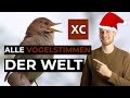 Vogelstimmen Datenbank im Netz: Xeno Canto