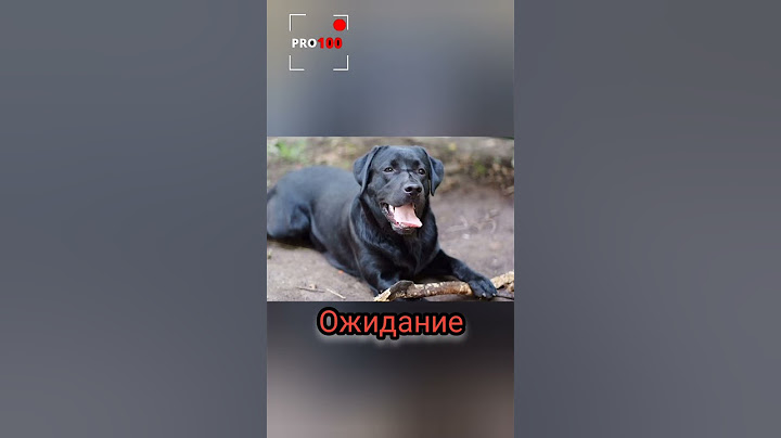 Купили Лабрадора на Авито!