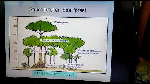 Forest stratification