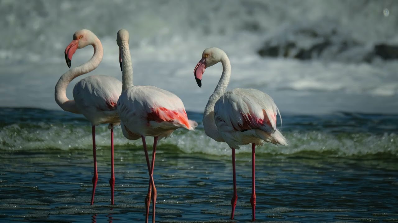 "Lake Natron: The Deadly Lake That Turns Animals Into Stone 🪨"