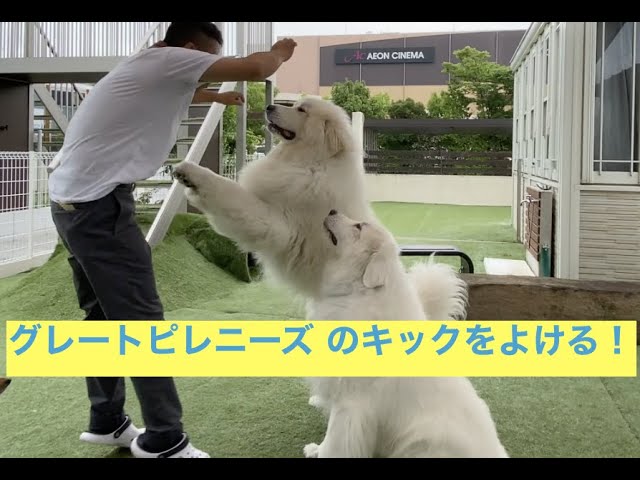 グレートピレニーズのキックを交わす飼い主 グレートピレニーズ