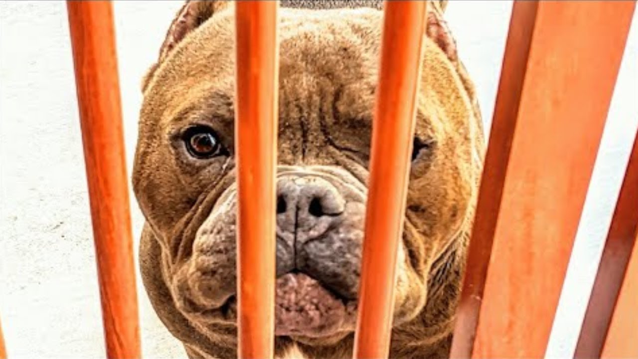 He failed as a designer dog  So he was dumped