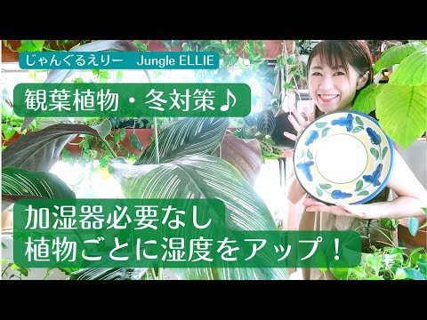 冬の観葉植物の加湿対策3選、枯れを防ぐ裏ワザ