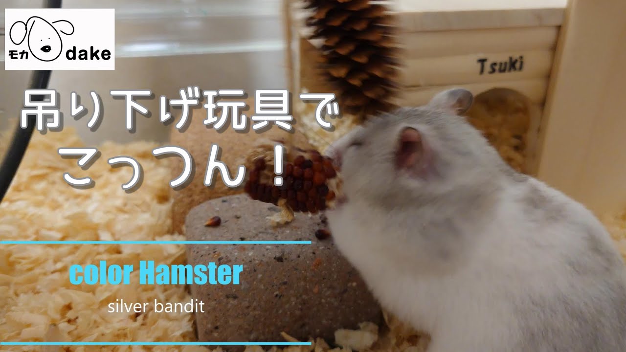 手作り吊り下げ玩具にゴッツンするハムスターがカワイイ！ - YouTube