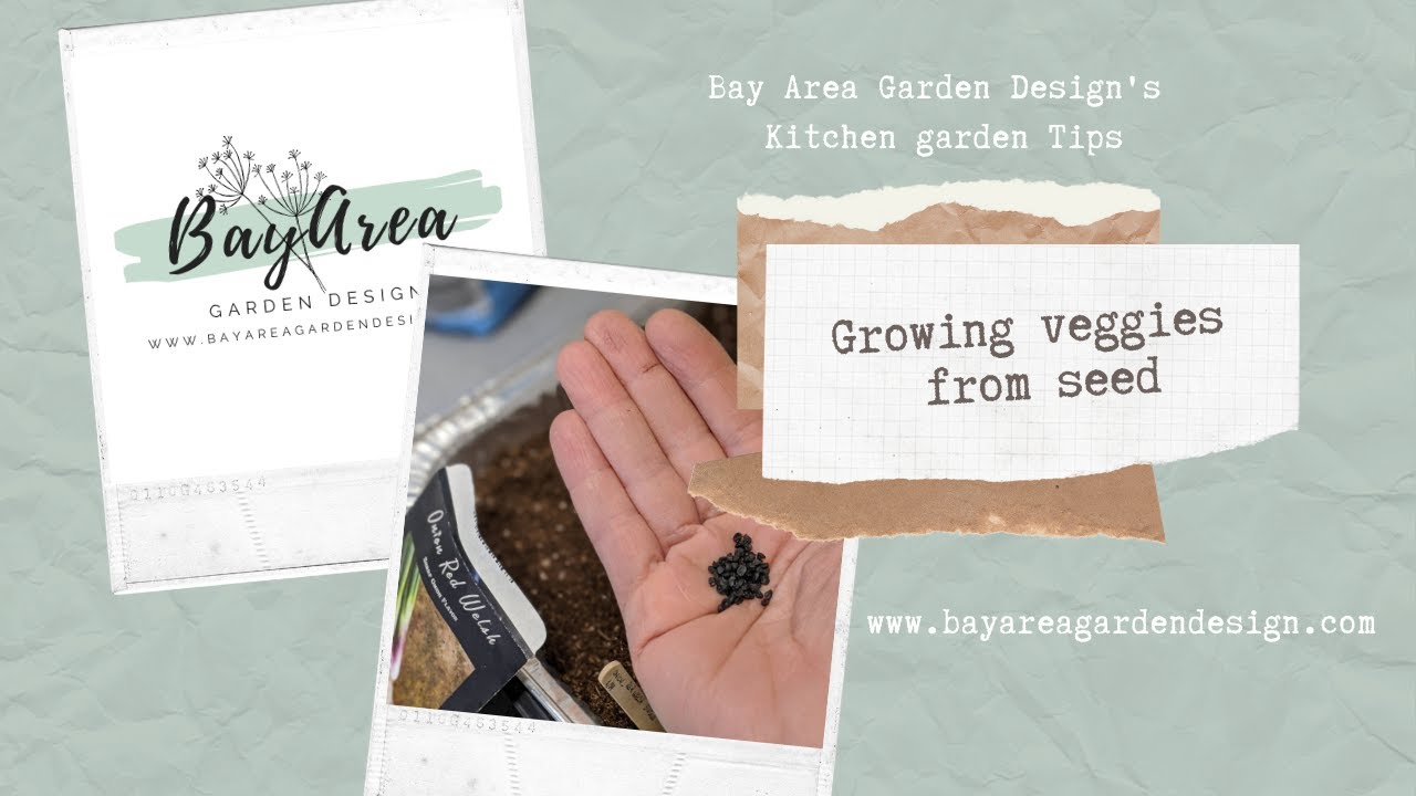 Growing vegetables from seeds (Bay Area Garden Design)