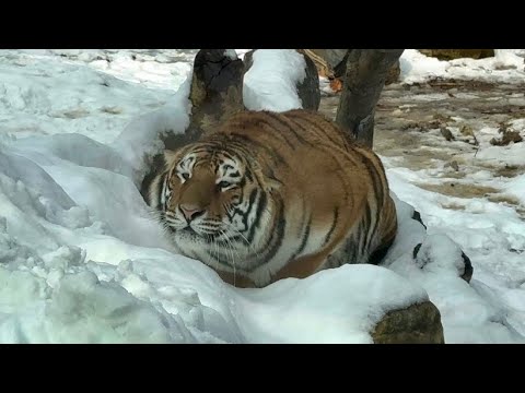 🥊🐯투닥투닥 호린이 자매 (아름, 우리) _ 에버랜드 호랑이