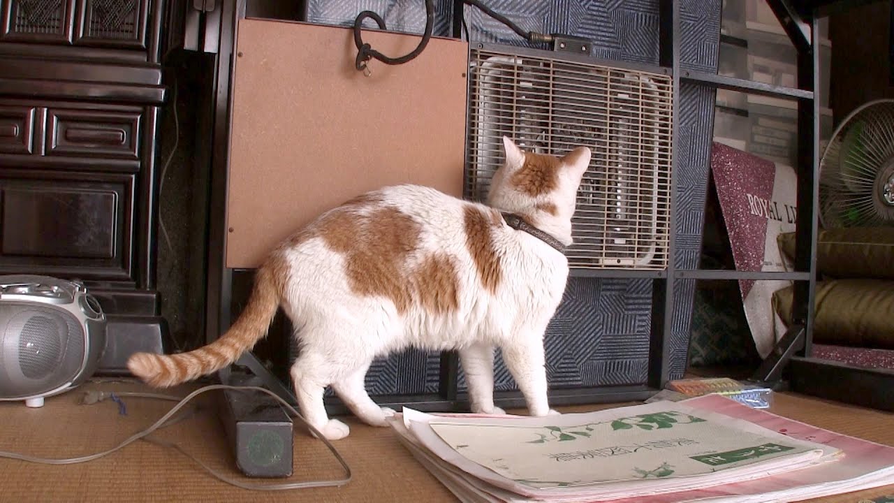 コタツをしまわれて寂しそうな猫たち Cats Lonely Lose Kotatsu Youtube コタツをしまわれて寂しそうな猫たち Cats Lonely Lose Kotatsu Youtube