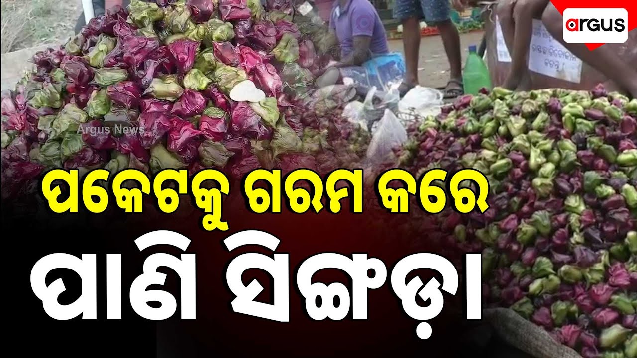 ପକେଟକୁ ଗରମ କରେ ପାଣି ସିଙ୍ଗଡ଼ା || Balasore || Singada Fruit || Healthy Food || Argus News