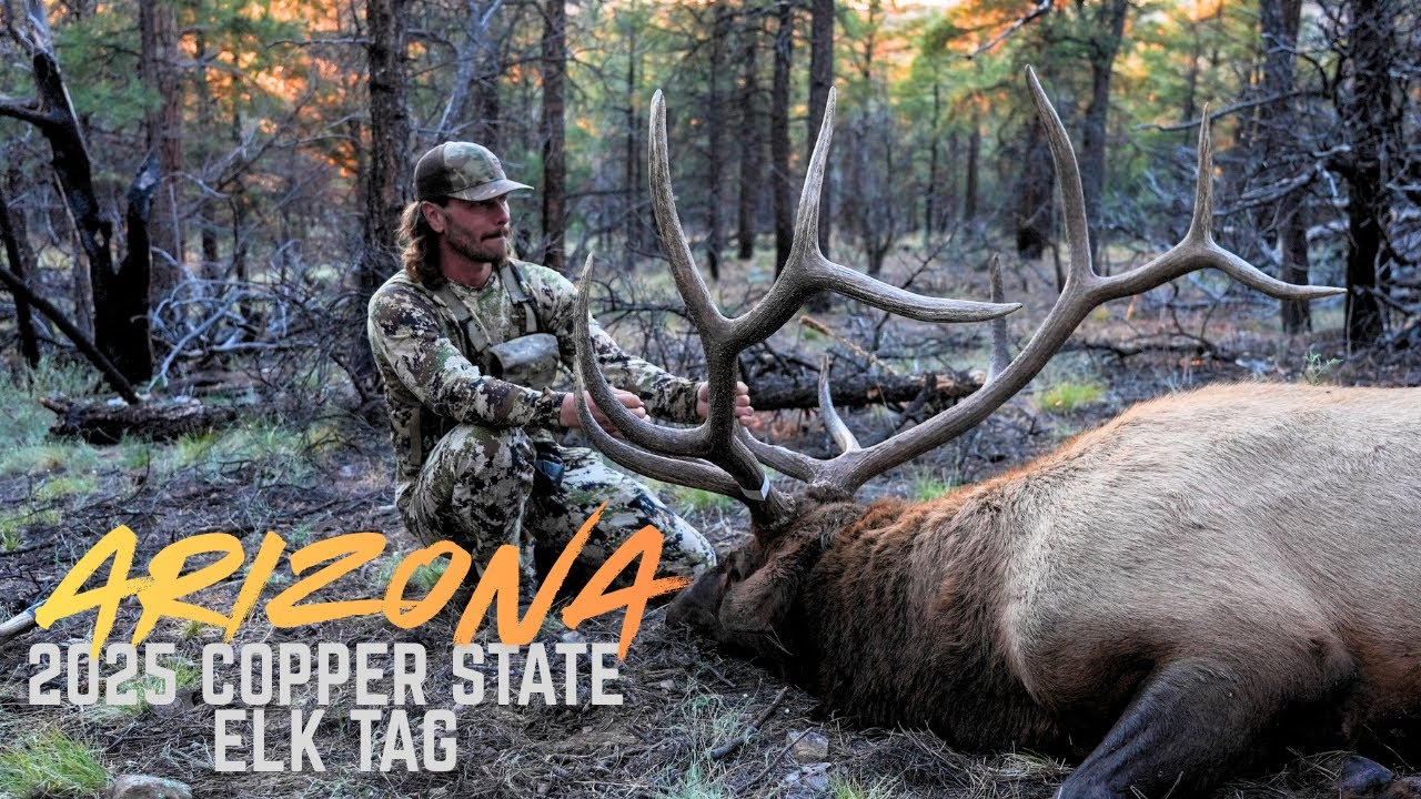 Охота на лосей со стрельбой из лука в Аризоне: Медный государственный тег 2025 года