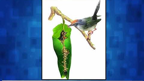 Incredible Science Class 3-Chapter 8-Page Number 81