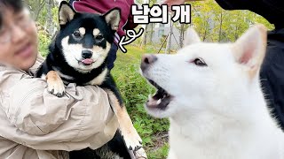 바람피는 주인을 본 시바견 여우의 반응 ㅋㅋㅋ