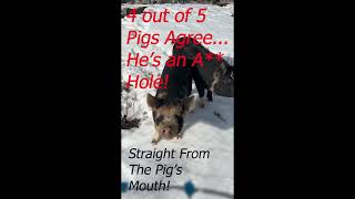 Panda the Idaho Pasture Pig Thoughts About PUTIN! #Shorts by Kettle Haven Ranch LLC 35 views 2 years ago 25 seconds