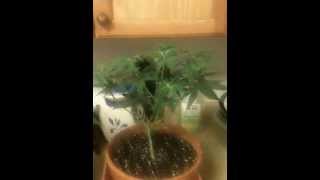 New Grow! Jilly Bean, The Flav, Northern Lights 150 WATT HPS Wardrobe Box Grow