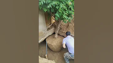Amazing Process Of Transplanting Peony Flowers 
