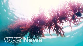 Is Seaweed The Future Of Superfoods?