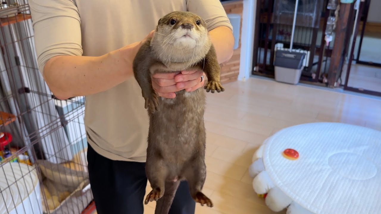 カワウソを抱っこして寝かしつけるもなかなか進まない… I cuddle the