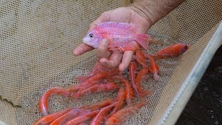 Fish Farm Tour  Imperial Tropicals