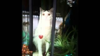 Сэм - удивлённый кот