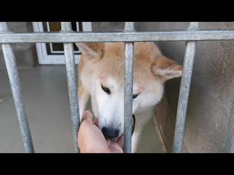 Video: Žmogaus šuns įkandimas - Pasiutę šuns įkandimo Simptomai, Pirmoji Pagalba šuns įkandimui