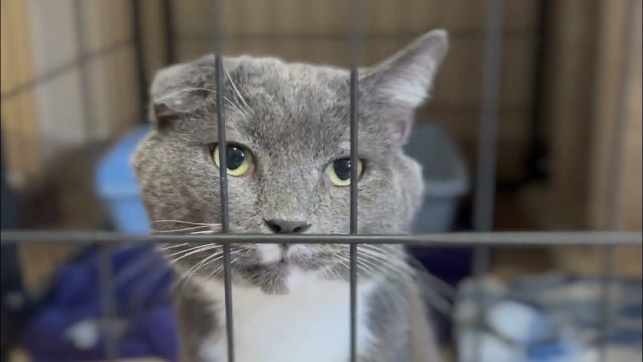 A Day in the Life at the South Wood County Humane Society YouTube