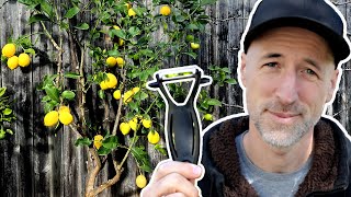 How to prune your lemon tree! by The Bite Sized Garden 8,468 views 11 months ago 3 minutes, 21 seconds