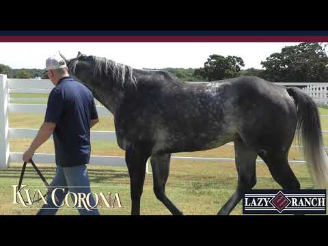 AQHA Sire: KVN Corona - (9/20)