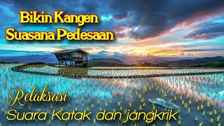 SUARA KATAK JANGKRIK DI PESAWAHAN RELAKSASI MENJELANG TIDUR
