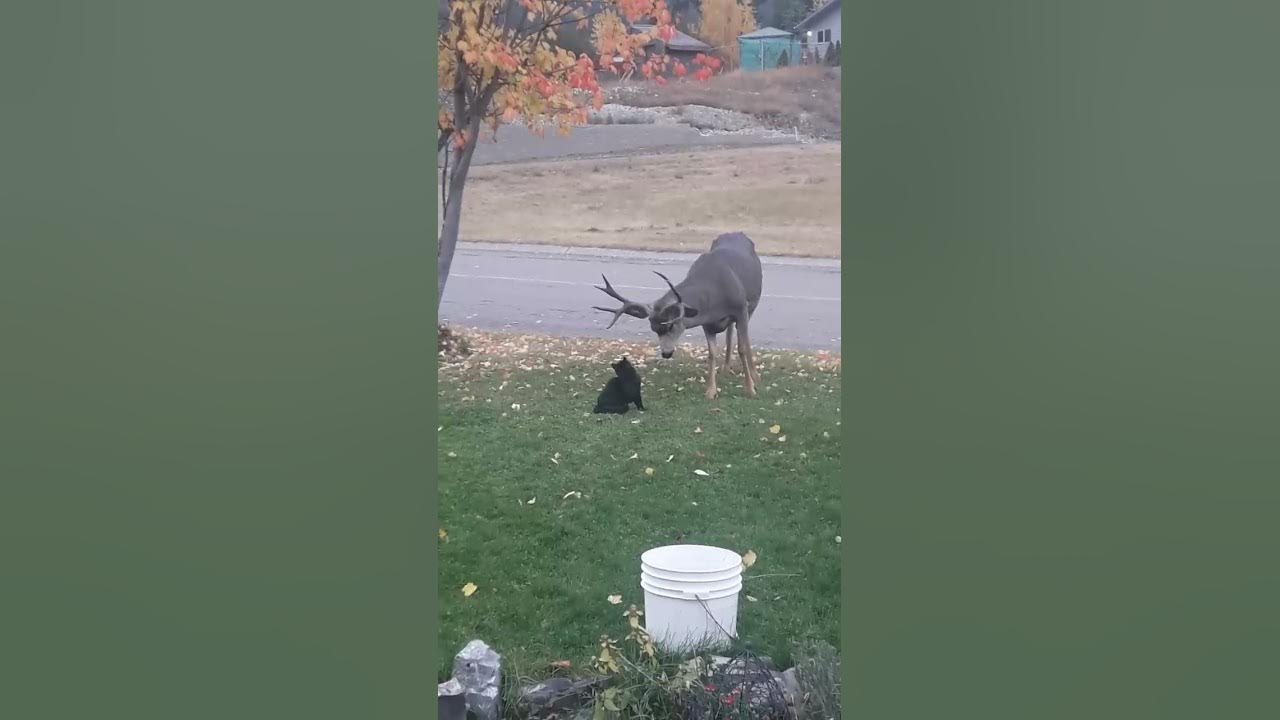 fear the deer gif