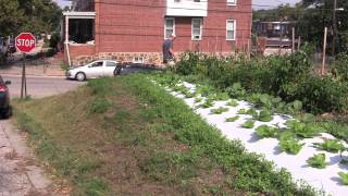 Urban Agriculture Growing in Baltimore