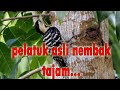 Pelatuk Beras Gila Nembak Tajam Masteran Bikin Lawan Keok Mp3 - Mp4 Download