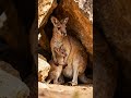 SAFE IN THE POUCH 🦘 | A Mother’s Quiet Strength