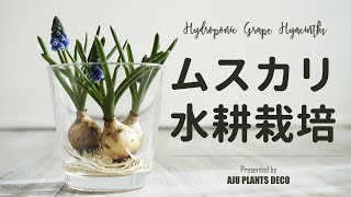 ミズゴケなし ムスカリの水耕栽培 Hydroponic Grape Hyacinths Youtube