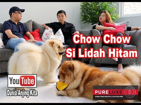 Video: Cara Memberi Makan Anak Anjing Chow Chow